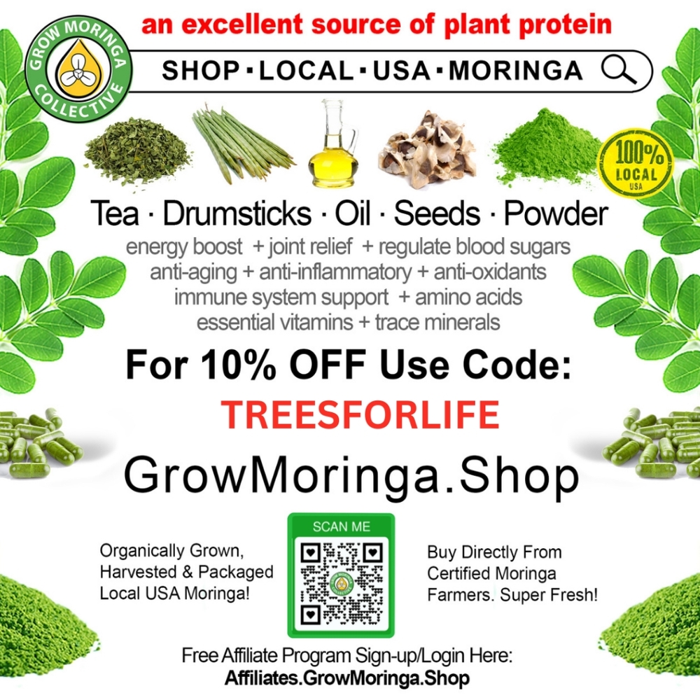 Moringa Oleifera